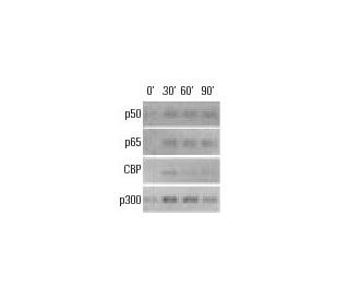 CBP/KAT3A/CREBBP Antibody (C-1) | SCBT - Santa Cruz