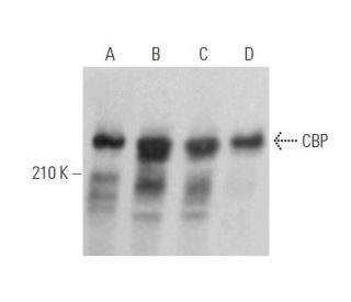 CBP/KAT3A/CREBBP Antibody (F-12) - Western Blotting - Image 352834 