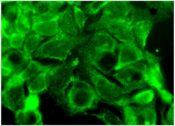 Cbp Antibody (G-8) | SCBT - Santa Cruz Biotechnology