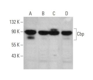 Cbp Antibody (G-8) - Western Blotting - Image 349310 