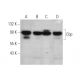 western blotting image from recommended Cbp (G-8) monoclonal antibody replacement. Image 349310