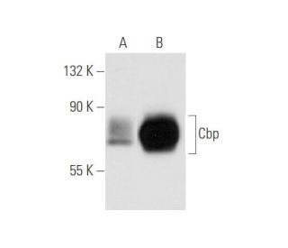 Cbp Antibody (PAG-C1) - Western Blotting - Image 80782