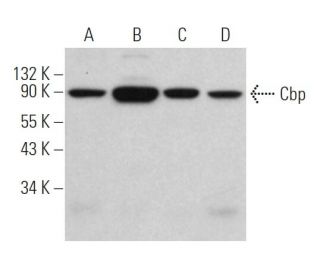 Cbp Antibody (G-8) - Western Blotting - Image 362142