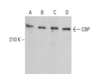 CBP/KAT3A/CREBBP Antibody (C-1) - Western Blotting - Image 381875The Double Nickase Plasmid features a U6 promoter for sgRNA expression, a 20 nt targeting sequence, and a gRNA scaffold to guide Cas9n. It includes a CBh promoter for Cas9n (D10A) and puromycin resistance, GFP for transfection verification, and nuclear localization signals (NLS). The 2A peptide allows co-expression of Cas9n and Puro from a single promoter, enabling precise genome editing with reduced off-target effects. 