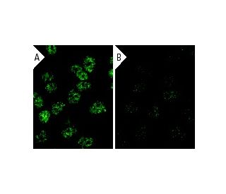 CBP siRNA (h): sc-29244. Immunofluorescence staining of methanol-fixed, control HeLa (A) and CBP siRNA silenced HeLa (B) c 