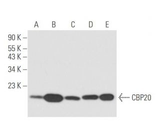 CBP20 Antibody (B-1) - Western Blotting - Image 58213