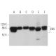 western blotting image from recommended CBS (B-4) monoclonal antibody replacement. Image 361058
