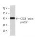 CBX4 Antibody (6C5G3) - Western Blotting - Image 358357