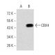 CBX4 Antibody (6C5G3) - Western Blotting - Image 358358 