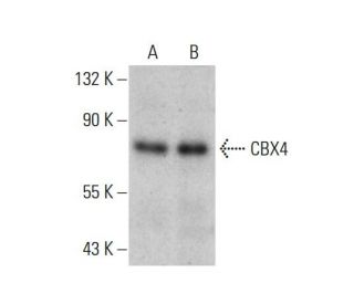 western blotting image from recommended CBX4 (6C5G3) monoclonal antibody replacement. Image 384257