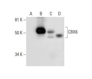 CBX6 Antibody (H-1) - Western Blotting - Image 291894 