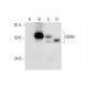 CBX6 Antibody (H-1) - Western Blotting - Image 291894 