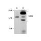 CBX6 Antibody (H-1) - Western Blotting - Image 377491