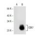 CBX7 Antibody (G-3) - Western Blotting - Image 154943