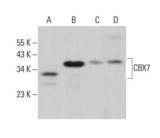 CBX7 Antibody (G-3) - Western Blotting - Image 380794 