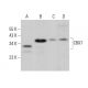 CBX7 Antibody (G-3) - Western Blotting - Image 380794 