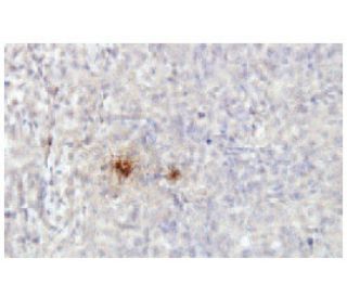 Uteroglobin/SCGB1A1/CC10 Antibody (98-G) - Immunohistochemistry - Image 53910