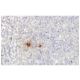 Uteroglobin/SCGB1A1/CC10 Antibody (98-G) - Immunohistochemistry - Image 53910