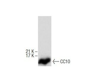 Uteroglobin/SCGB1A1/CC10 Antibody (B-6) - Western Blotting - Image 287751 