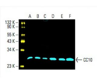 Uteroglobin/SCGB1A1/CC10 Antibody (E-11) - Western Blotting - Image 394230 