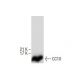 This polyclonal antibody has been discontinued. See our recommended <a href="cc10-antibody-b-6">Uteroglobin/SCGB1A1/CC10 (B-6)</a> monoclonal antibody (sample data shown). western blotting image from recommended Uteroglobin/SCGB1A1/CC10 (B-6) monoclonal antibody replacement. Image 287751