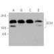 western blotting image from recommended Uteroglobin/SCGB1A1/CC10 (E-11) monoclonal antibody replacement. Image 368016