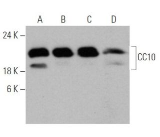 western blotting image from recommended Uteroglobin/SCGB1A1/CC10 (E-11) monoclonal antibody replacement. Image 368016