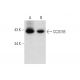 CC2D1B Antibody (E-12) - Western Blotting - Image 136246 
