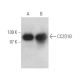 CC2D1B Antibody (E-12) - Western Blotting - Image 394972 