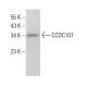 CCDC107 Antibody (E-12) - Western Blotting - Image 380950