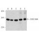 CCDC109A Antibody (E-9) - Western Blotting - Image 385720