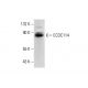 CCDC114 Antibody (C-1) - Western Blotting - Image 308016