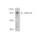 CCDC114 Antibody (C-1) - Western Blotting - Image 308121 