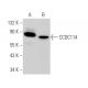 CCDC114 Antibody (E-8) - Western Blotting - Image 375954 