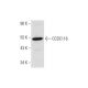 CCDC116 Antibody (G-5) - Western Blotting - Image 323781