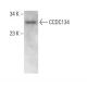 CCDC134 Antibody (B-8) - Western Blotting - Image 376568