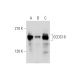 CCDC18 Antibody (G-5) - Western Blotting - Image 345886