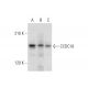 CCDC18 Antibody (H-2) - Western Blotting - Image 344520 