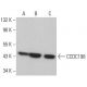 CCDC198 Antibody (B-1) - Western Blotting - Image 372412