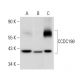CCDC198 Antibody (G-3) - Western Blotting - Image 318027