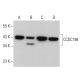 CCDC198 Antibody (G-3) - Western Blotting - Image 373230 