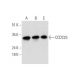 CCDC25 Antibody (F-7) - Western Blotting - Image 344474