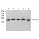 CCDC25 Antibody (F-7) - Western Blotting - Image 372511 