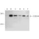 CCDC44 Antibody (D-3) - Western Blotting - Image 309495