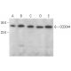 CCDC44 Antibody (D-3) - Western Blotting - Image 376227 