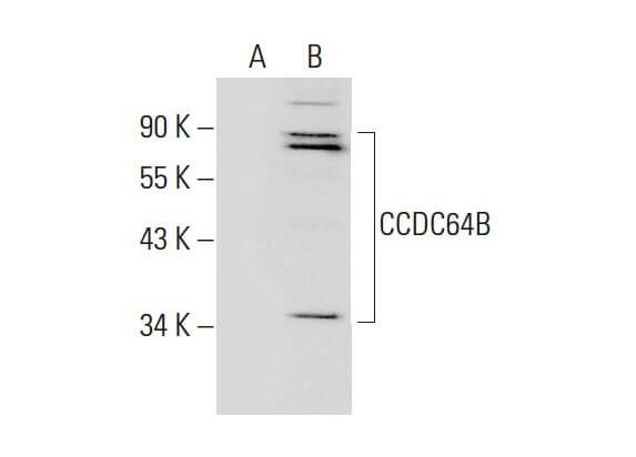 SCBT - Santa Cruz Biotechnology