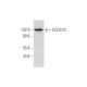 CCDC73 Antibody (D-8) - Western Blotting - Image 319602