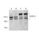 CCDC73 Antibody (D-8) - Western Blotting - Image 376622 