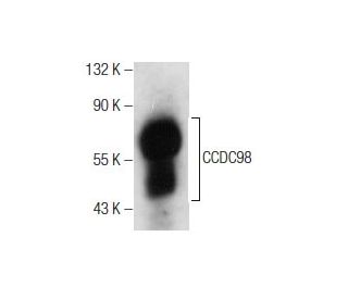 CCDC98 Antibody (A-3) - Western Blotting - Image 164116 