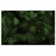 PTK7 Antibody (WW02) - Immunofluorescence - Image 35518 